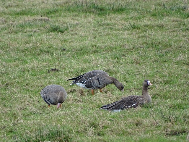 视他的足球 视他的足球